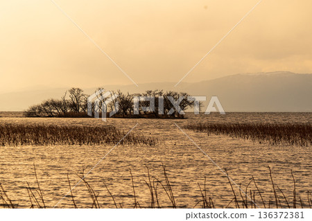 在滋賀縣長濱市港北町小上拍攝冬季黃昏的水下森林 136372381