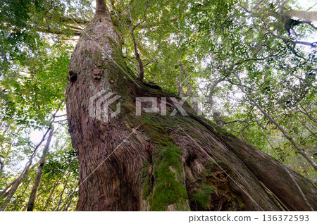 巨大的屋久杉林屋久島國立公園（冬季 136372593