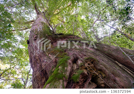 巨大的屋久杉林屋久島國立公園（冬季 136372594