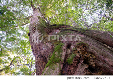 巨大的屋久杉林屋久島國立公園（冬季 136372595