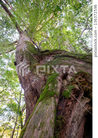 巨大的屋久杉林屋久島國立公園（冬季 136372596