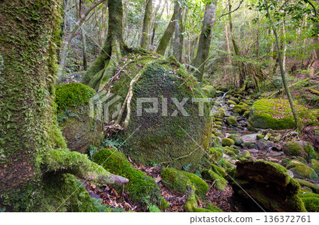 屋久島國立公園：日本最美的苔蘚森林（冬季） 136372761