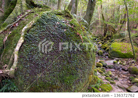 屋久島國立公園：日本最美的苔蘚森林（冬季） 136372762