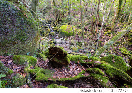 屋久島國立公園:日本最美的苔蘚森林(冬季) 屋久島國立公園:日本最美的苔蘚森林(冬季) 136372774