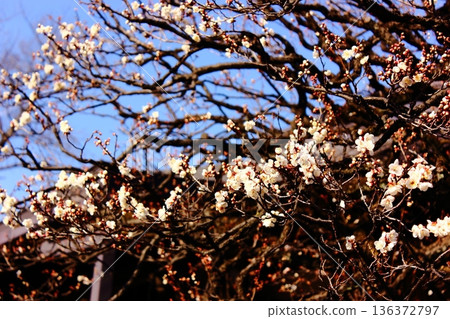福藏院的白梅花於一月中旬開始盛開(3) 福藏院的白梅花於一月中旬開始盛開(3) 136372797