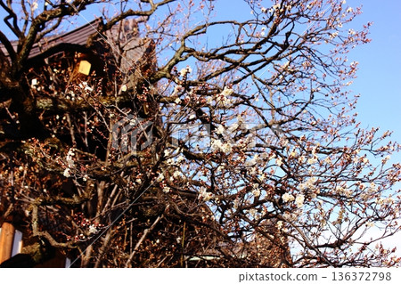 福藏院的白梅花於一月中旬開始盛開(4) 福藏院的白梅花於一月中旬開始盛開(4) 136372798