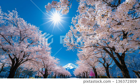 春天的富士山，四周櫻花盛開，天空湛藍如洗。 136372809