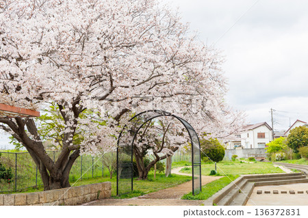 Cherry blossoms in full bloom Cherry blossoms in full bloom 136372831