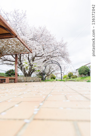 櫻花盛開 136372842