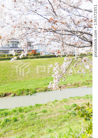 櫻花盛開 櫻花盛開 136372851