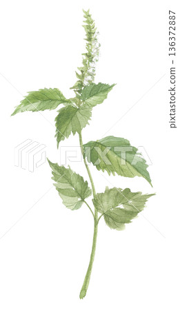 紫蘇花葉水彩畫 136372887