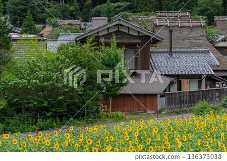 在京都府南丹市美山茅草屋村拍攝夏日向日葵，彷彿置身童話世界。 136373038