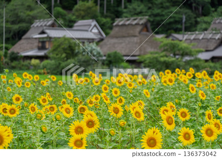 在京都府南丹市美山茅草屋村拍攝夏日向日葵,彷彿置身童話世界。 在京都府南丹市美山茅草屋村拍攝夏日向日葵,彷彿置身童話世界。 136373042