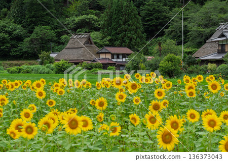 在京都府南丹市美山茅草屋村拍攝夏日向日葵，彷彿置身童話世界。 136373043