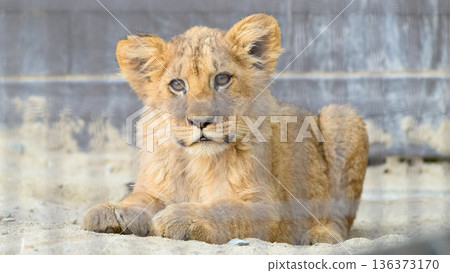 一隻坐著的小獅子的目光 一隻坐著的小獅子的目光 136373170