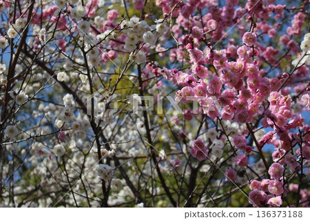 The arrival of spring. Cherry blossoms. The arrival of spring. Cherry blossoms. 136373188