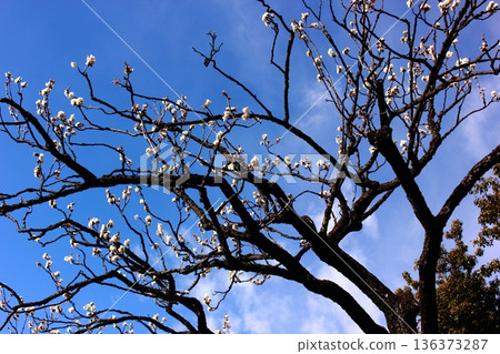 福藏院的白梅花將於1月下旬盛開(1) 福藏院的白梅花將於1月下旬盛開(1) 136373287
