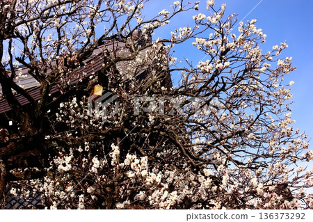 The white plum blossoms at Fukuzo-in Temple will soon be in full bloom in late January (6) The white plum blossoms at Fukuzo-in Temple will soon be in full bloom in late January (6) 136373292