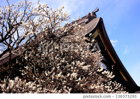 The white plum blossoms at Fukuzo-in Temple will soon be in full bloom in late January (7) The white plum blossoms at Fukuzo-in Temple will soon be in full bloom in late January (7) 136373293