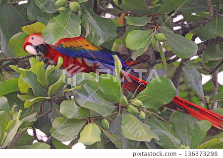 Scarlet Red Yellow and Blue Parrot portrait close-up Scarlet Red Yellow and Blue Parrot portrait close-up 136373298