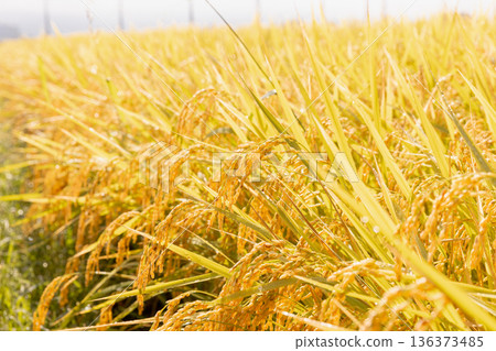 秋收時節的稻田（品種：津屋姬） 136373485