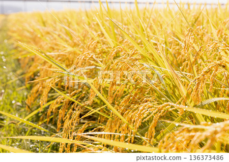秋收時節的稻田(品種:津屋姬) 秋收時節的稻田(品種:津屋姬) 136373486