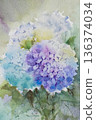 Hydrangea watercolor painting 136374034