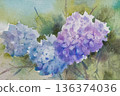 Hydrangea watercolor painting 136374036