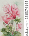 Cyclamen watercolor painting 136374145