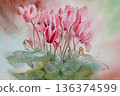 Cyclamen watercolor painting 136374599