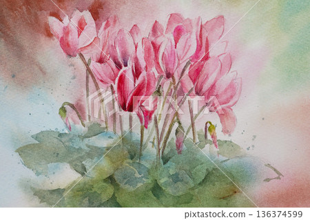 Cyclamen watercolor painting 136374599