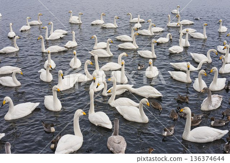 Flock of swans Flock of swans 136374644