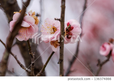 淡粉色的垂枝梅花開始綻放 淡粉色的垂枝梅花開始綻放 136374866