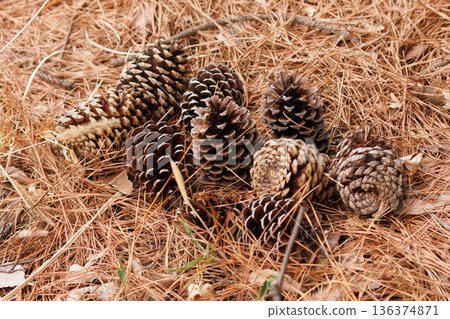 Pine cone that fell to the ground Pine cone that fell to the ground 136374871
