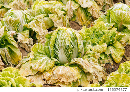 Chinese cabbage, which has become tastier due to the cold weather, is ready for harvest Chinese cabbage, which has become tastier due to the cold weather, is ready for harvest 136374877