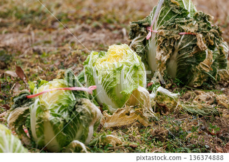 由於天氣轉冷，大白菜變得更加鮮嫩可口，現在可以採收了。 136374888