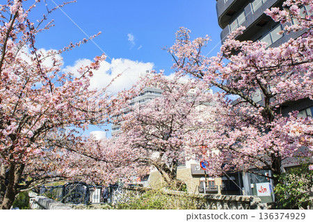 靜岡縣熱海市熱海櫻花、絲川散步道、2月初 靜岡縣熱海市熱海櫻花、絲川散步道、2月初 136374929
