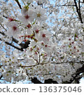 Blue sky and cherry blossoms in full bloom (Yoshino cherry tree) 136375046