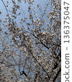Blue sky and cherry blossoms in full bloom (Yoshino cherry tree) 136375047