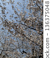 Blue sky and cherry blossoms in full bloom (Yoshino cherry tree) 136375048