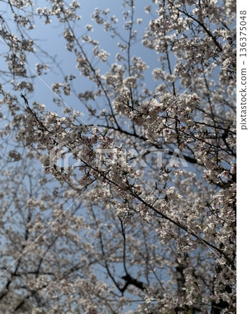 Blue sky and cherry blossoms in full bloom (Yoshino cherry tree) Blue sky and cherry blossoms in full bloom (Yoshino cherry tree) 136375048