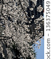Blue sky and cherry blossoms in full bloom (Yoshino cherry tree) 136375049