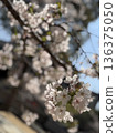 Blue sky and cherry blossoms in full bloom (Yoshino cherry tree) 136375050