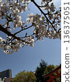 Blue sky and cherry blossoms in full bloom (Yoshino cherry tree) 136375051