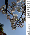 Blue sky and cherry blossoms in full bloom (Yoshino cherry tree) 136375052