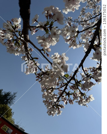 Blue sky and cherry blossoms in full bloom (Yoshino cherry tree) 136375052