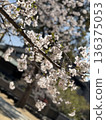 Blue sky and cherry blossoms in full bloom (Yoshino cherry tree) 136375053