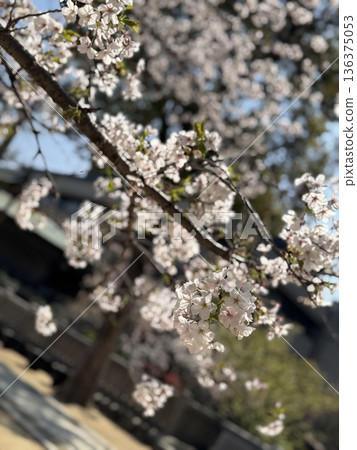 Blue sky and cherry blossoms in full bloom (Yoshino cherry tree) Blue sky and cherry blossoms in full bloom (Yoshino cherry tree) 136375053