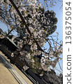 Blue sky and cherry blossoms in full bloom (Yoshino cherry tree) 136375054