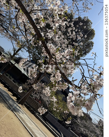 Blue sky and cherry blossoms in full bloom (Yoshino cherry tree) 136375054